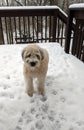 A soft Coated Wheaten Terrier standing in snow Royalty Free Stock Photo