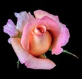 Rose macro portrait of a single isolated violet pink bloom