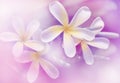 Soft colorful frangipani flowers