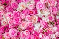 Soft colors roses background