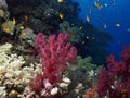 Soft coral Royalty Free Stock Photo