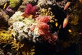 Soft coral Royalty Free Stock Photo