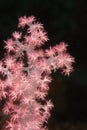 Soft coral Royalty Free Stock Photo
