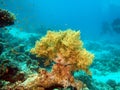 Soft coral Royalty Free Stock Photo