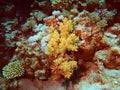 Soft coral Royalty Free Stock Photo