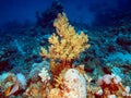Soft coral Royalty Free Stock Photo