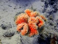 Soft coral Royalty Free Stock Photo
