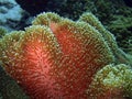 Soft coral