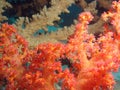 Soft Coral Royalty Free Stock Photo