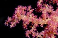 Soft coral Royalty Free Stock Photo