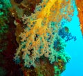 Soft coral from the Alicyonariaceae family (Alcyonacea) on a coastal reef in the Red Sea