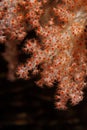 Soft coral - Andaman Sea