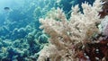 Soft Coral Broccoli and Colorful Fishes. Picture of broccoli coral Litophyton arboreum and colourful fish in the