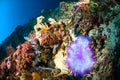 Soft coral bunaken sulawesi indonesia anemone underwater Royalty Free Stock Photo