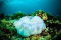 Soft coral bunaken sulawesi indonesia underwater Royalty Free Stock Photo