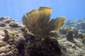 Soft coral on Champagne Reef in Dominica Royalty Free Stock Photo