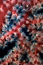 Soft coral close-up