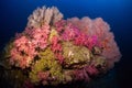 Soft coral colony and more gorgonians on the rock , Similan Mari Royalty Free Stock Photo