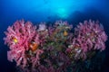 Soft coral colony on the rock background sun ray , Similan island Thailand Royalty Free Stock Photo