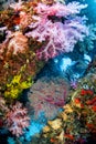 Soft coral colony , Similan island Thailand Royalty Free Stock Photo