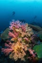 Soft coral colony , Similan island Thailand Royalty Free Stock Photo