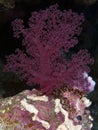 Soft coral Dendronephthya klunzingeri Royalty Free Stock Photo