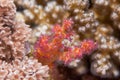 Soft coral detail Royalty Free Stock Photo