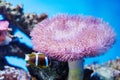 Soft coral and fish Royalty Free Stock Photo