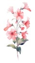 Soft Coral Impatiens Bouquet on White Background in Contemporary Watercolor Style .