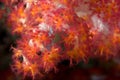 Soft coral Indonesia Sulawesi