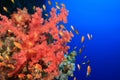 Soft Coral and Lyretail Anthias Royalty Free Stock Photo