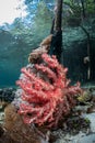 Soft Coral on Mangrove Roots Underwater Royalty Free Stock Photo