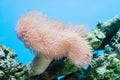 Soft coral Royalty Free Stock Photo