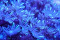 Soft coral polyp