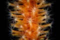 Soft Coral Polyp Detail in Indonesia Royalty Free Stock Photo