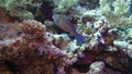 Soft coral polyps on coral reef Elfin Ston catch plankton, Red Sea, Egypt