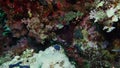 Soft coral polyps on coral reef Elfin Ston catch plankton, Red Sea, Egypt