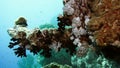 Soft coral polyps on coral reef Elfin Ston catch plankton, Red Sea, Egypt