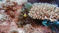 Soft coral polyps on coral reef Elfin Ston catch plankton, Red Sea, Egypt