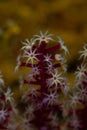 Soft Coral Polyps in Raja Ampat Royalty Free Stock Photo