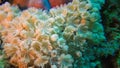 Soft coral polyps on coral reef Elfin Ston catch plankton, Red Sea, Egypt