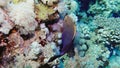 Soft coral polyps on coral reef Elfin Ston catch plankton, Red Sea, Egypt