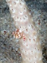Soft coral porcelain crab, Lissoporcellana nakasonei. North Sulawesi, Indonesia Royalty Free Stock Photo
