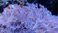Soft coral pulsing Xenia in salt water aquarium with clown fishes