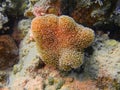 Soft coral, Red sea, Dahab Royalty Free Stock Photo