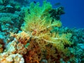 Soft coral, Red sea, Dahab Royalty Free Stock Photo