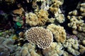 Soft coral, Red Sea, Sharm El Sheikh Royalty Free Stock Photo