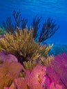 Soft coral reef