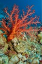 Soft Coral, Red Sea Royalty Free Stock Photo