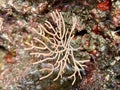 Soft Coral Sea Life at a Tidepool Royalty Free Stock Photo